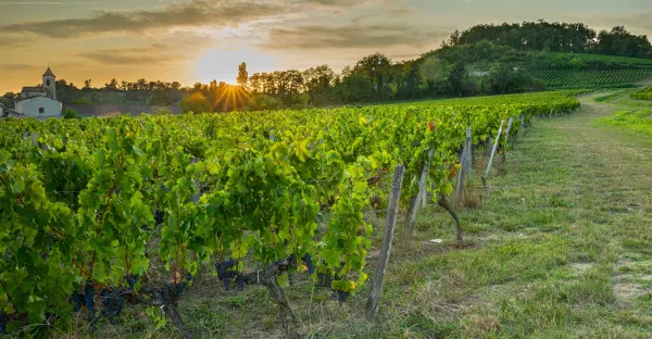 Brilliant Bordeaux - Roundtrip Bordeaux