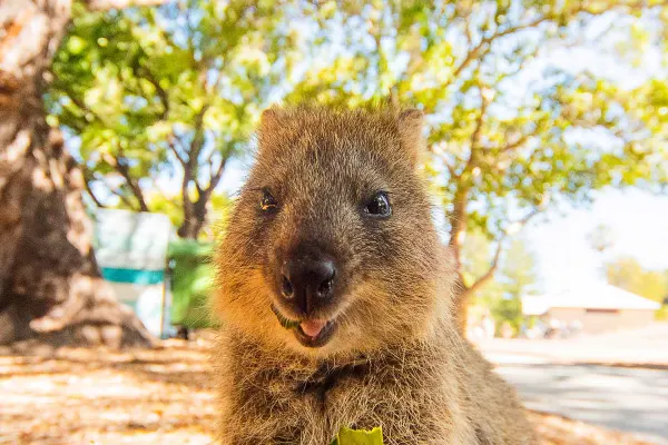 Quokka smiling at camera