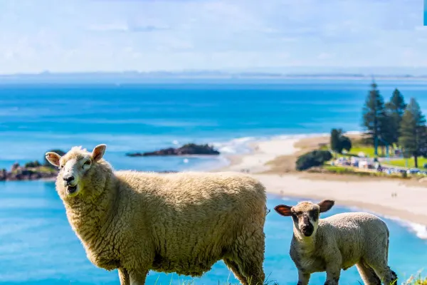 Two sheep on grassy hill overlooking beach