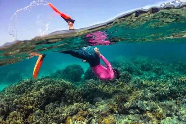 Scuba diver investigating coral in clear ocean water