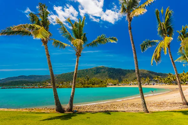 Palm trees at beach