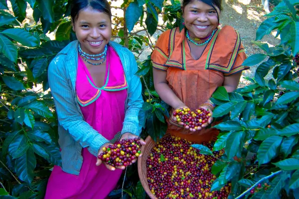Coffee Farm