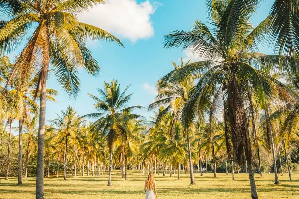 Standing beneath the palm trees in TNQ