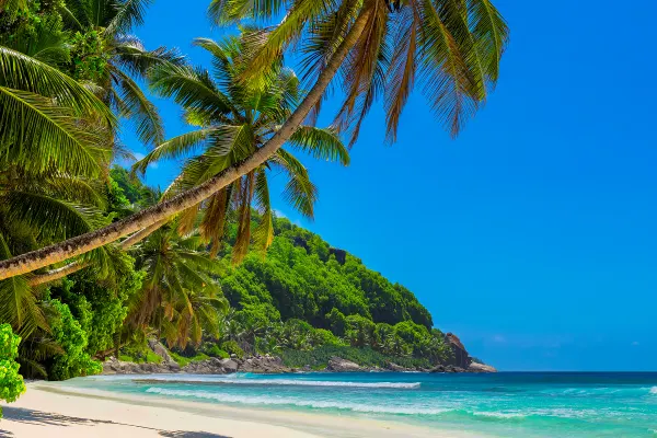 Palm trees at beach