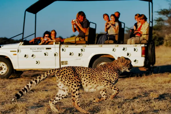 Cheetah running past a small tour group in a safari vehicle