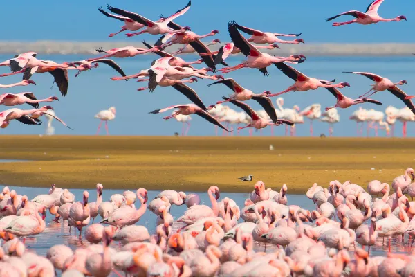 Group of flamingos