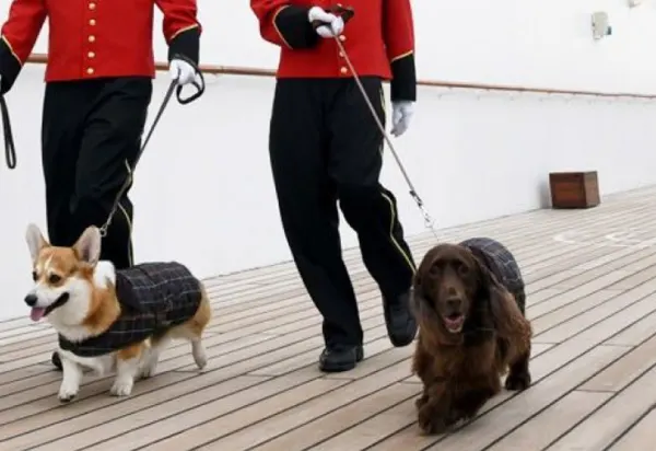 It's a Dog's Life on a Cunard Cruise luxury travel