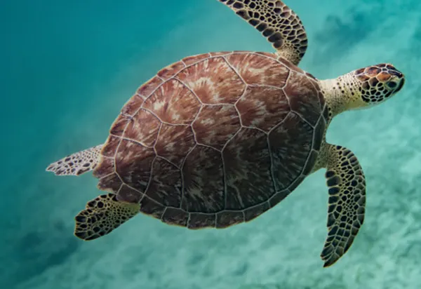 Reconnect with the wild and wonderful luxury travel