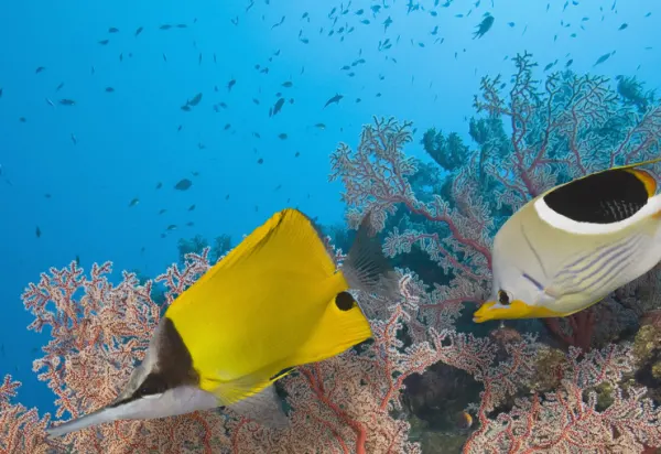 Cruising the Great Barrier Reef on Celebrity Solstice luxury travel