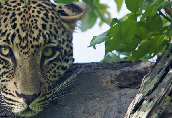 Get Wild in Sabi Sabi South Africa luxury travel