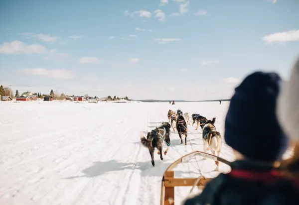 dog sledding