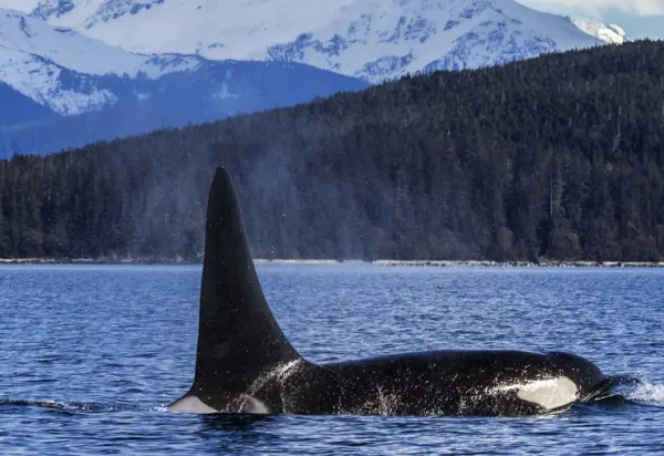 What to Expect When Cruising The Inside Passage luxury travel