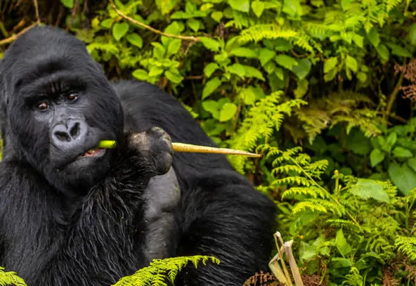 Advisor Experience: Gorilla Trekking in Rwanda with Singita luxury travel