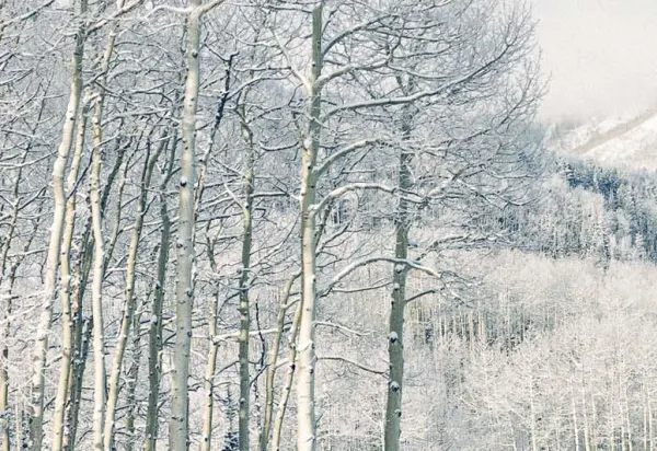 The Big Chill Header