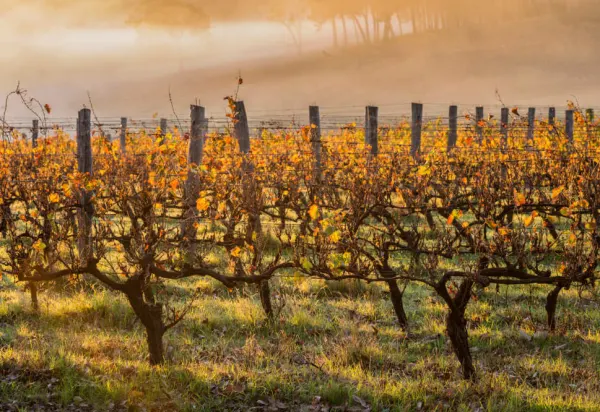 Margaret River Wine Route: Top 8 Stops luxury travel
