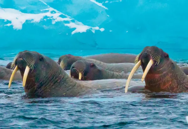 Ultimate Expedition Cruising: the National Geographic Endurance luxury travel