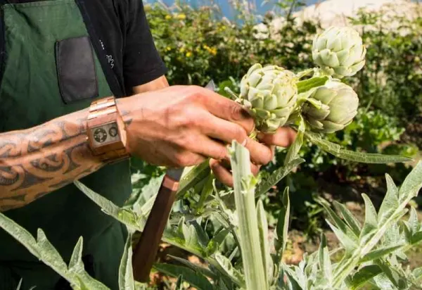 The Food Lovers Guide to Māori Cuisine luxury travel