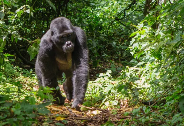 Active, Adventure & Wildlife Travel luxury travel