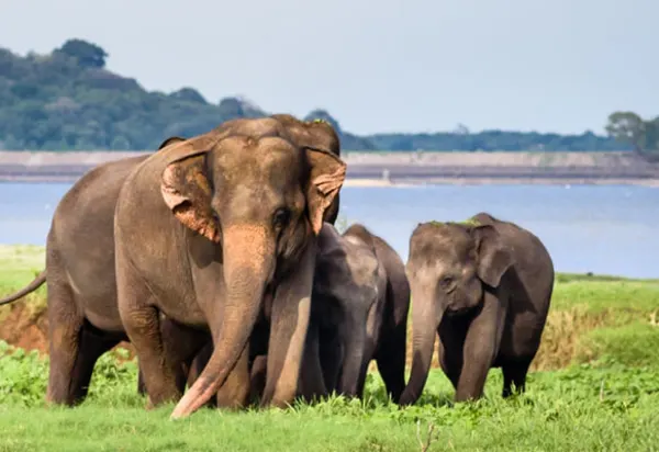 Ethical Wildlife Travel: See the World's Wildest (With Purpose) luxury travel