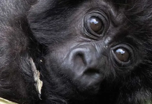 Rwanda's Kwita Izina - Naming of a Baby Gorilla Ceremony luxury travel