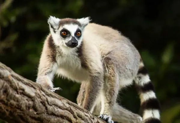 Discover the Delights of Madagascar luxury travel