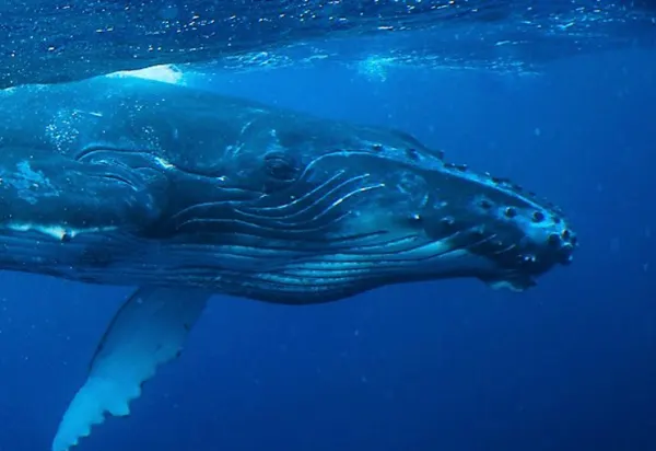 Swimming with Tonga's Humpback Whales luxury travel