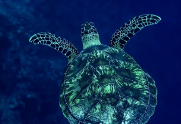 Magical Moments in the Maldives luxury travel