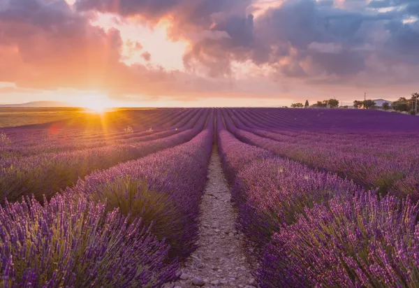 Rows of lavender in bloom at sunset in Provence, in the South of France.