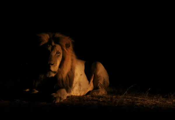 Quiet Reflection On A South African Safari luxury travel