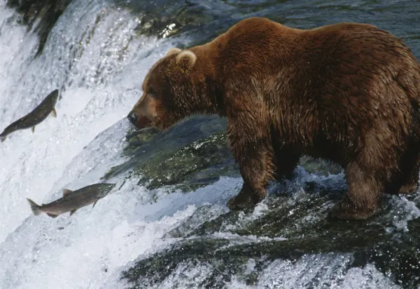 Meet The Grizzly Bears Of Yukon, Canada luxury travel