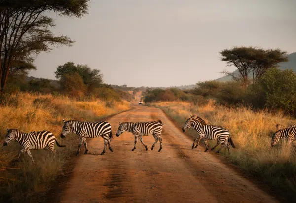Zebras Crossing on Safari, Tanzania