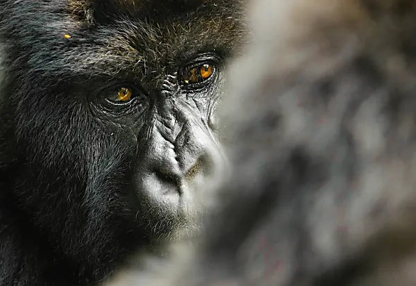 Mountain Gorillas spotted on a luxury travel gorilla trek in Rwanda.
