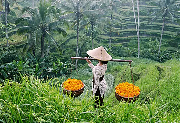 Jatiluwih rice terraces, luxury travel holiday, Bali, Indonesia 
