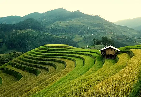 Rice fields in Vietnam