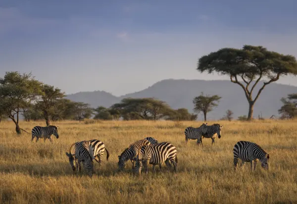 Luxury travel holiday game drive with zebras in Serengeti National Park, Tanzania