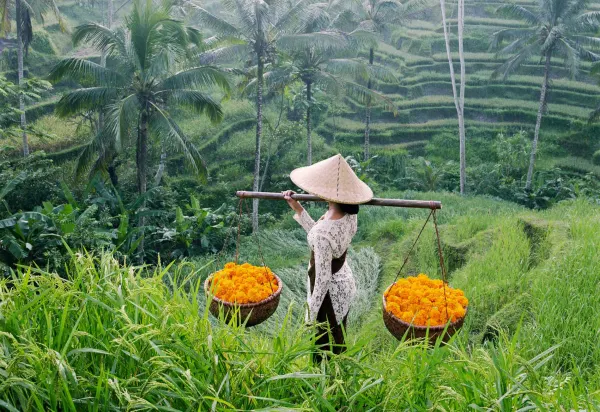 Jatiluwih rice terraces, luxury travel holiday, Bali, Indonesia 
