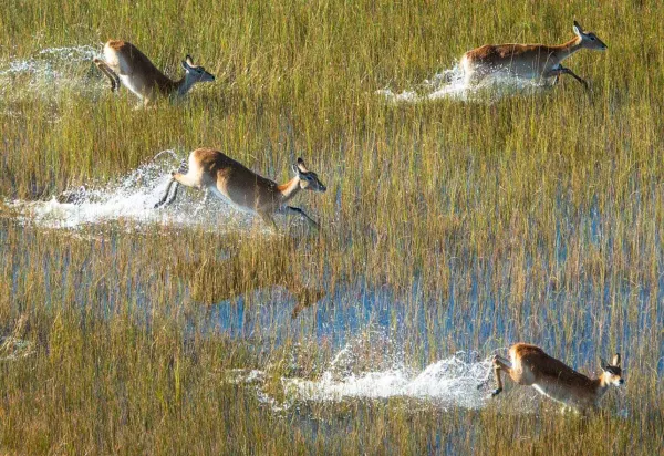 Antelopes in the Okavango Delta, Botswana.