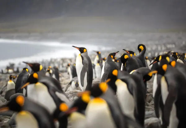 Paulet Island, luxury cruise holiday, Antarctica