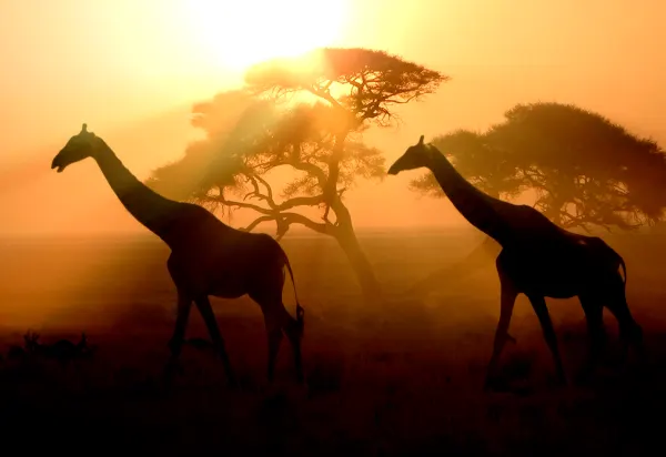 Africa luxury travel