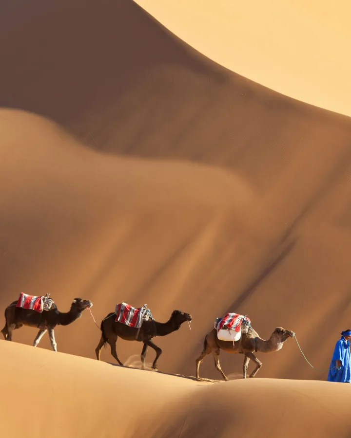 Camels in the Sahara Desert, luxury travel holiday to Morocco
