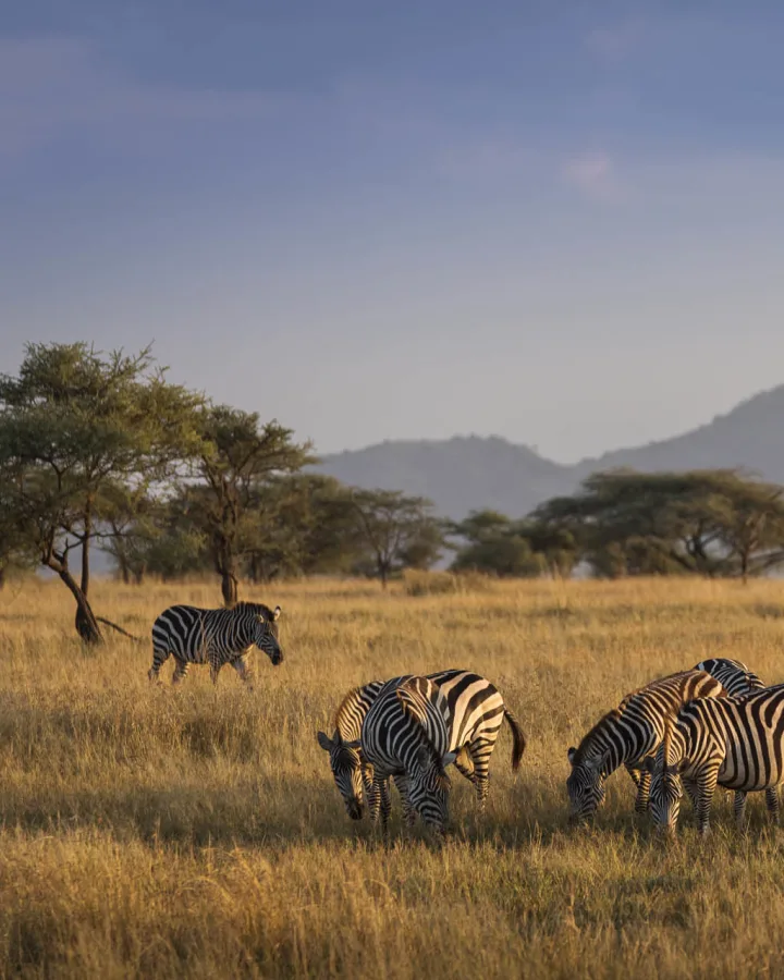 Luxury travel holiday game drive with zebras in Serengeti National Park, Tanzania