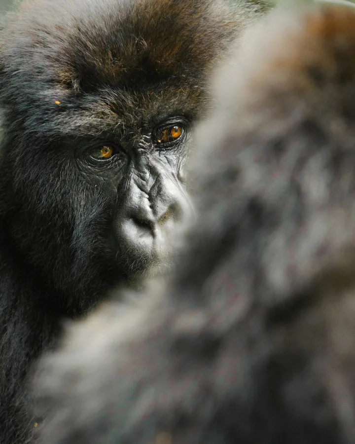 Mountain Gorillas spotted on a luxury travel gorilla trek in Rwanda.