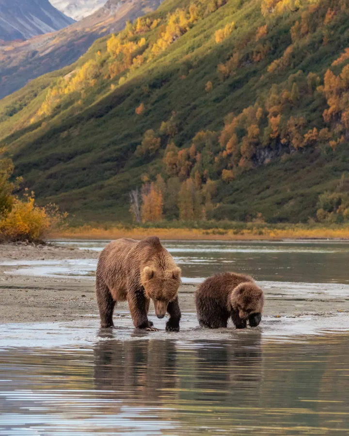 Bears at Lake Clark National Park, luxury travel holiday, Alaska
