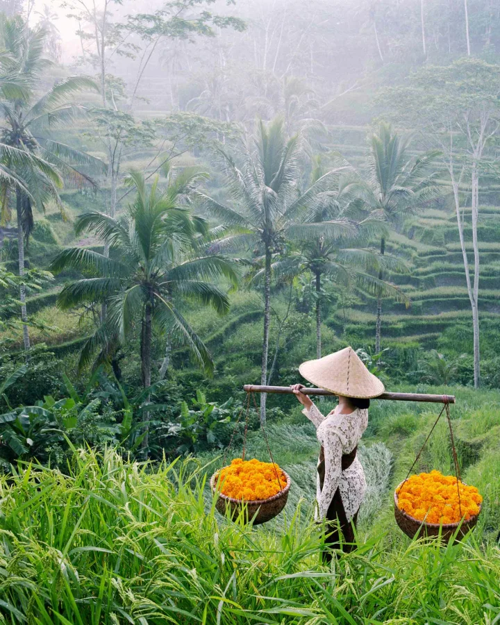 Rice fields in Ubud, luxury travel holiday, Bali, Indonesia
