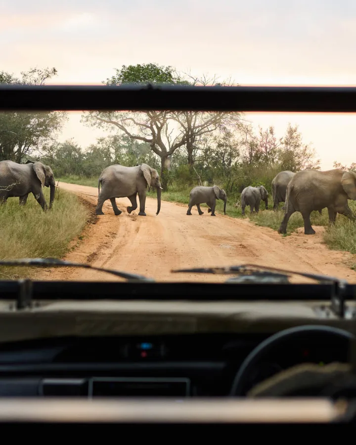 Luxury Travel Safari South Africa 