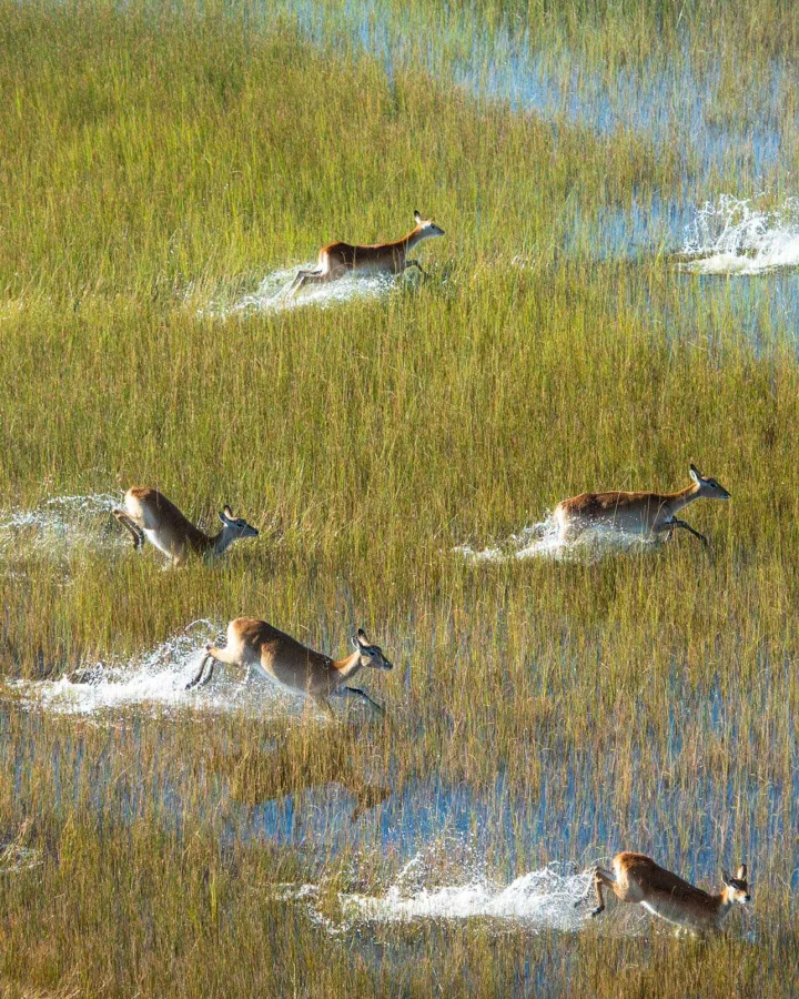 Antelopes in the Okavango Delta, Botswana.