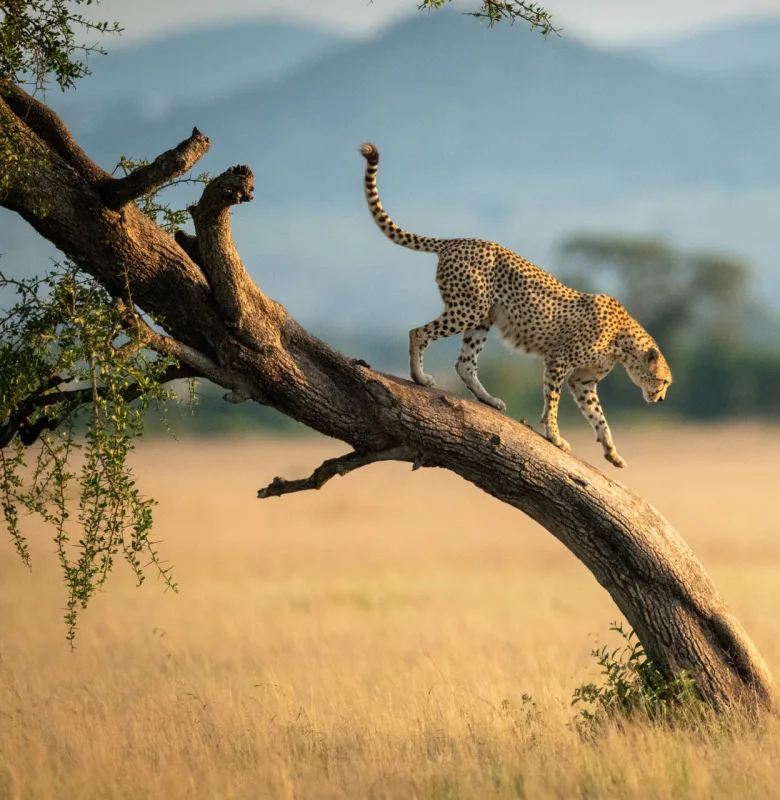 Leopard on a luxury safari holiday in the Serengeti, Tanzania