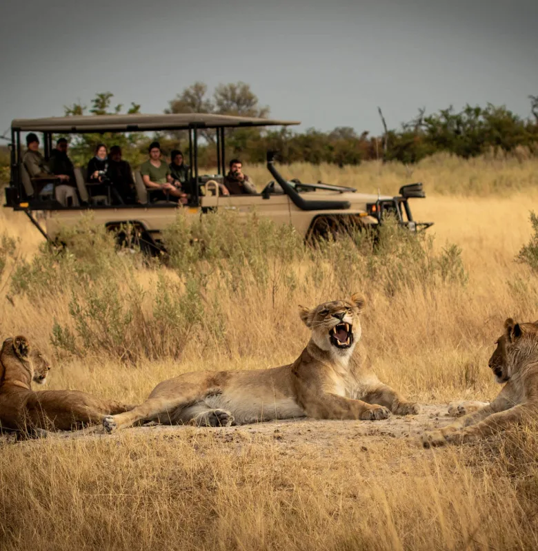 Okavango Delta Safari during a luxury travel holiday, Botswana
