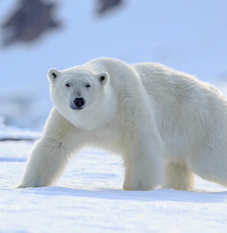 Arctic_Para2_POI_Polar Bear.jpg