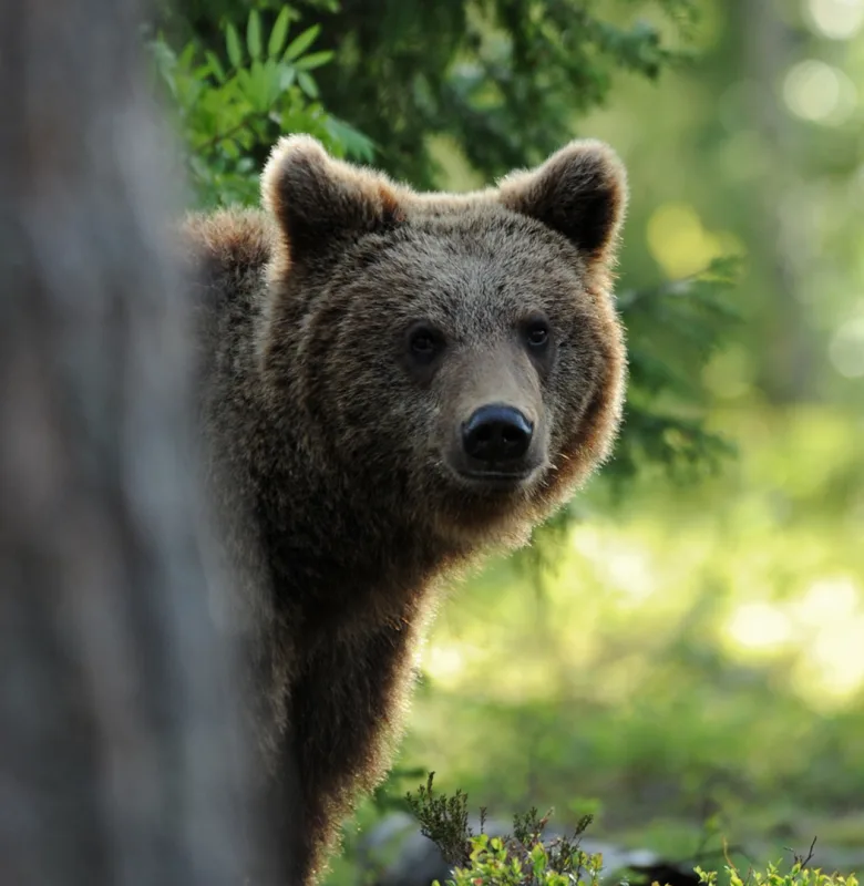 Finland_Para3_POI_Hero_Kainuu Bear.jpg